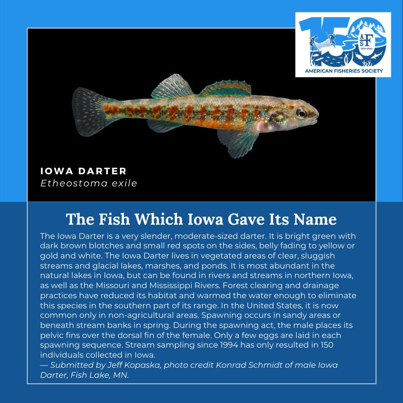 150 Fish Iowa Darter