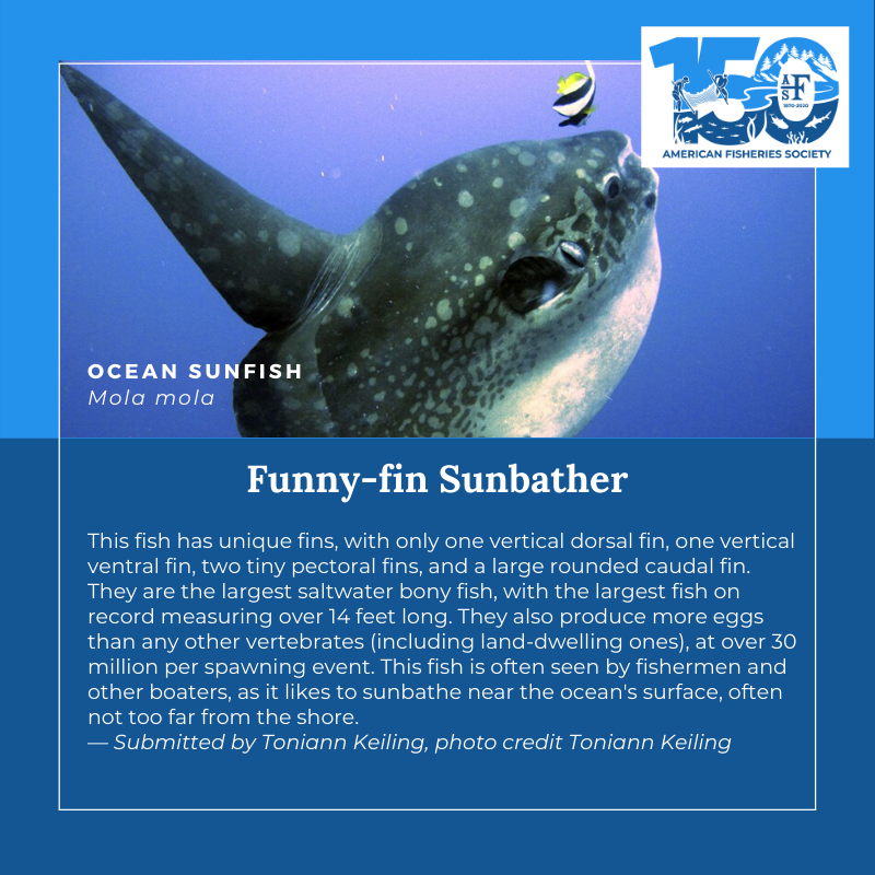 150 Fish Ocean Sunfish