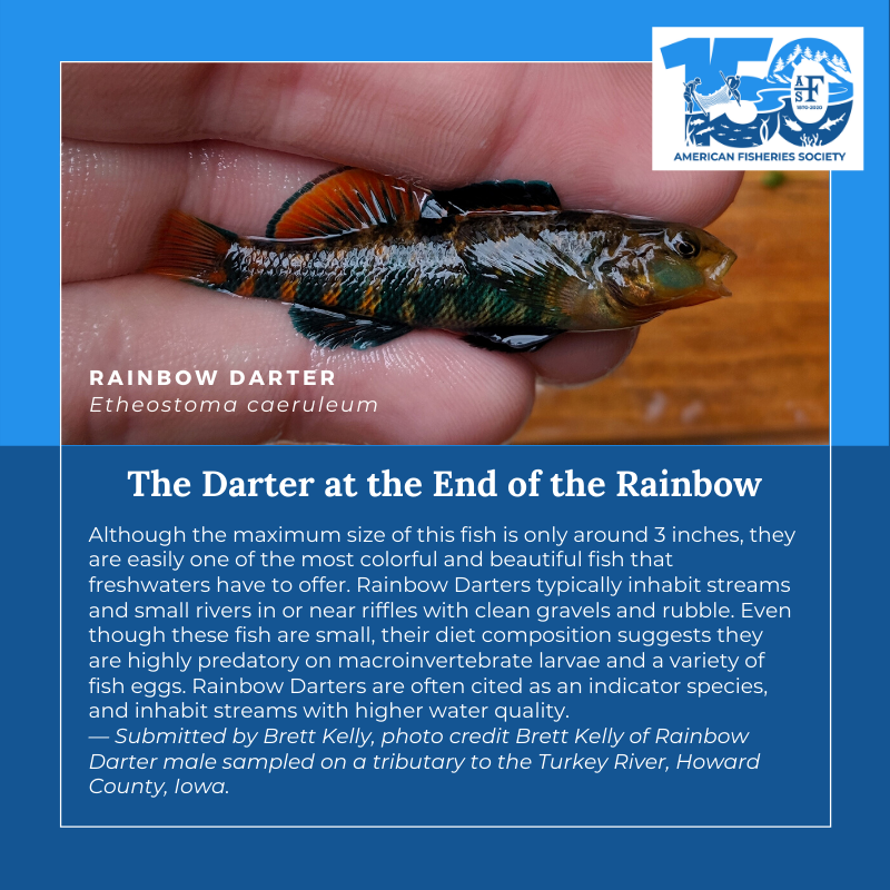 150 Fish Rainbow Darter