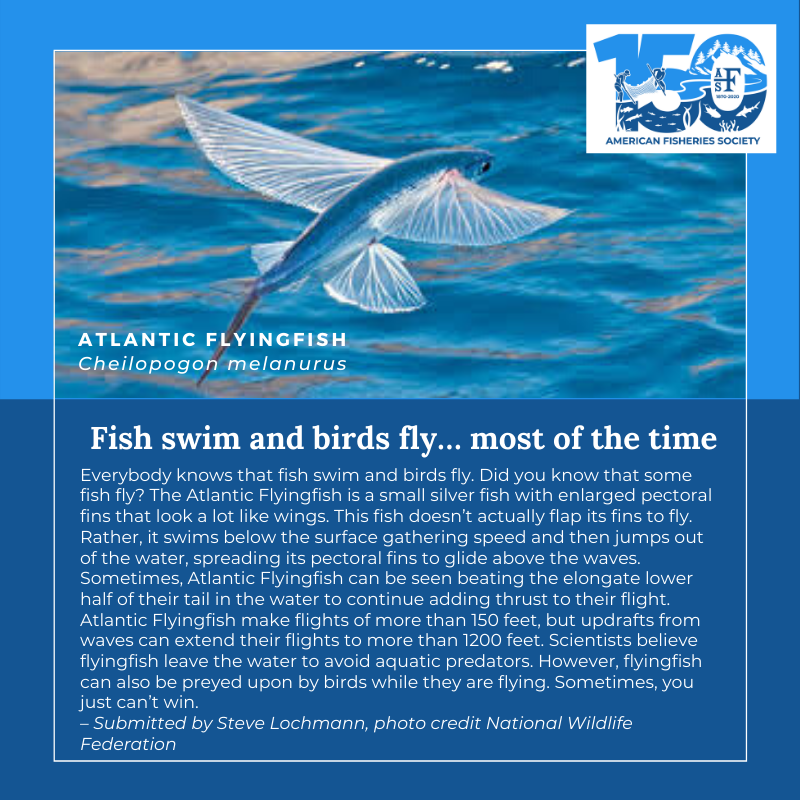 150 Fish Atlantic Flyingfish (1)