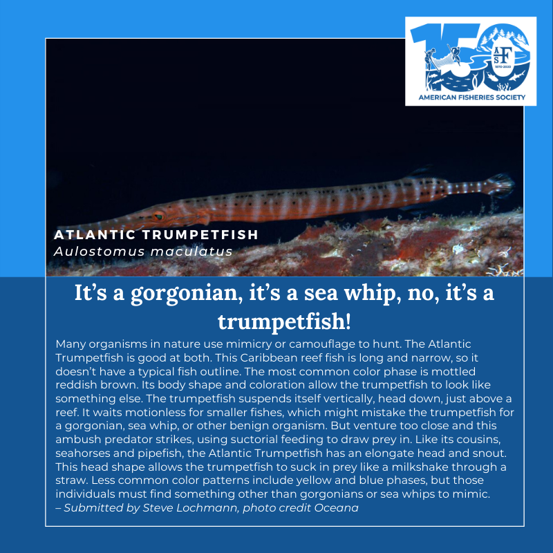 150 Fish Atlantic Trumpetfish