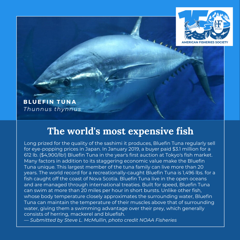 150 Fish Bluefin tuna