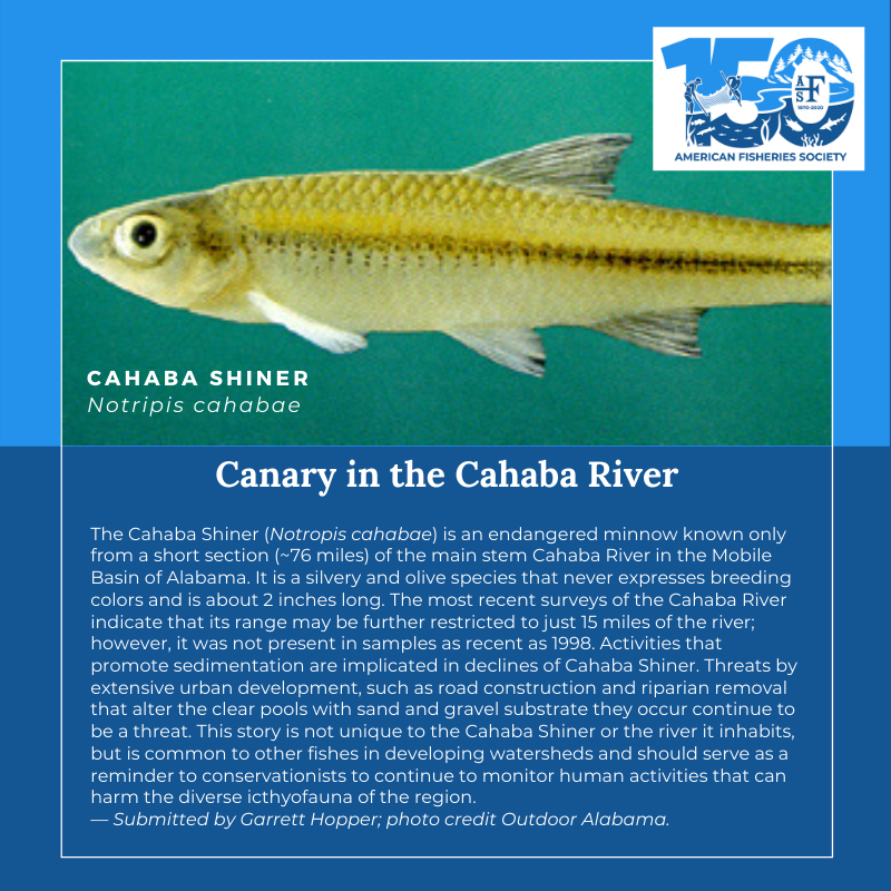 150 Fish Cahaba Shiner