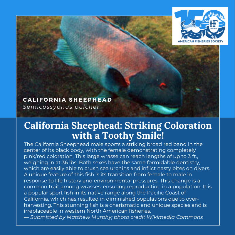 150 Fish California Sheephead
