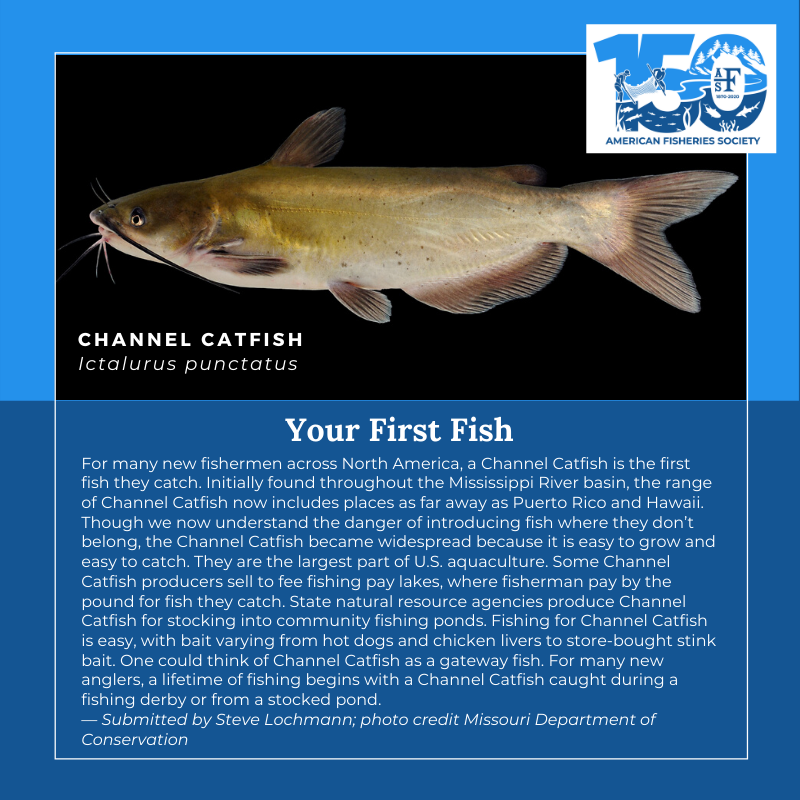 150 Fish Channel Catfish