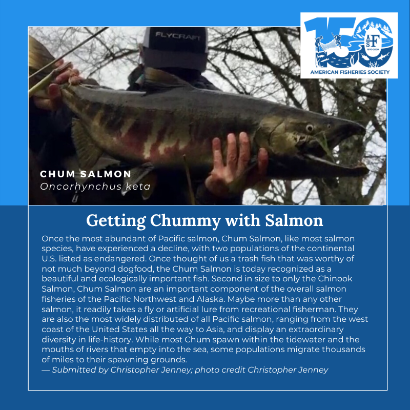 150 Fish Chum Salmon