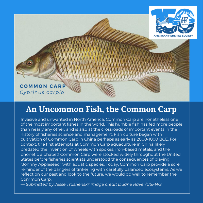 150 Fish Common Carp