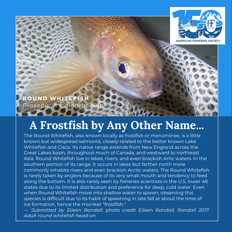 150 fish Round Whitefish (1)