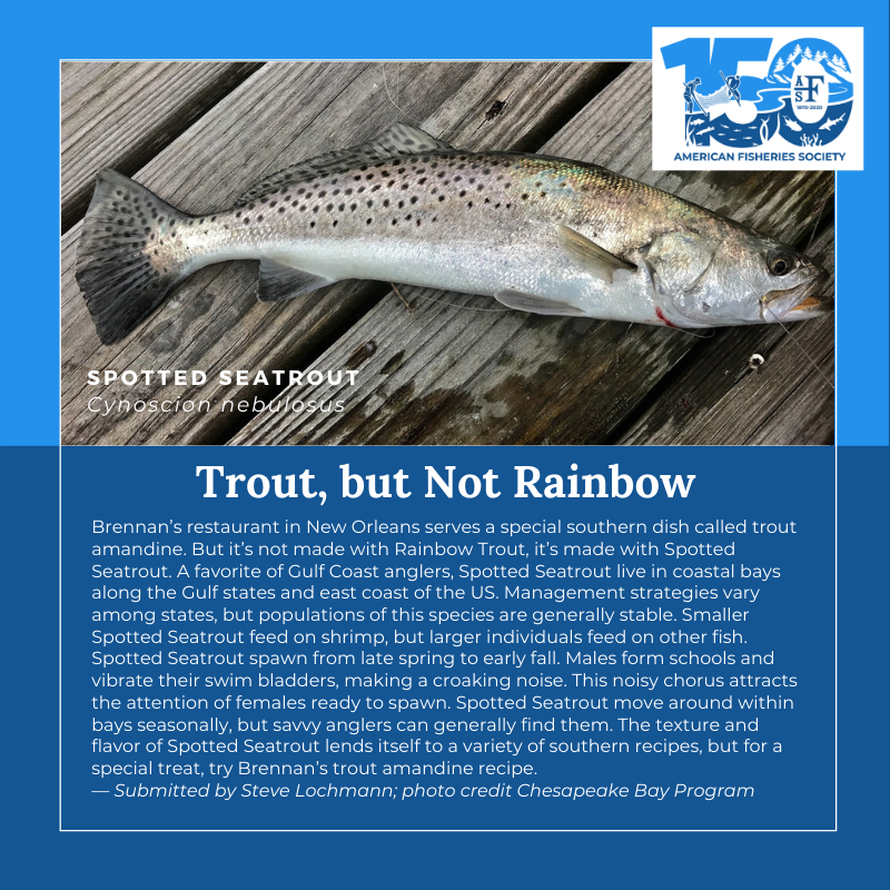 150 fish Spotted Seatrout