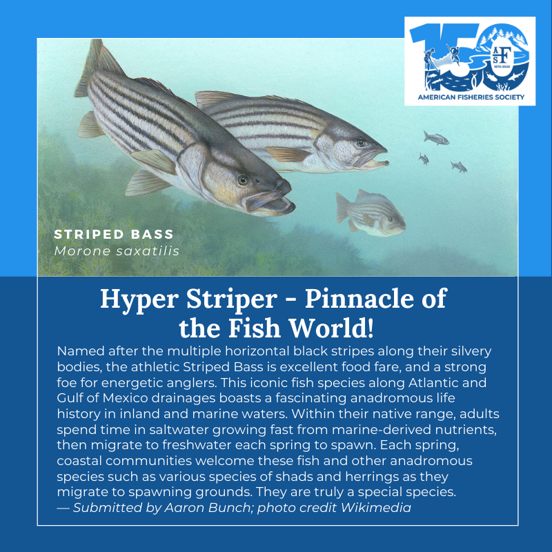 150 fish Striped Bass