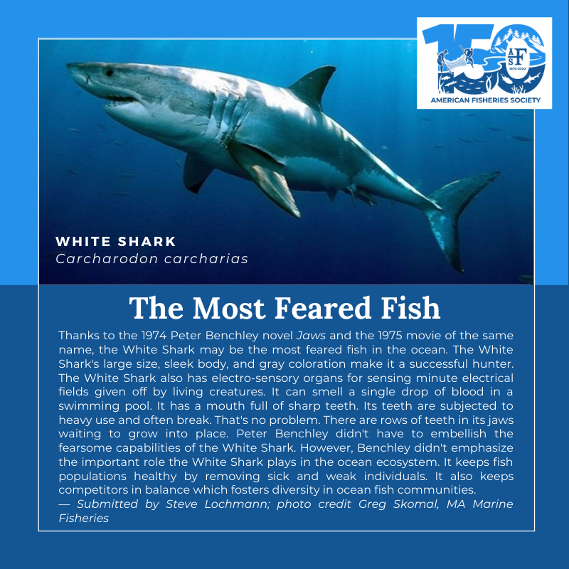 150 fish White Shark