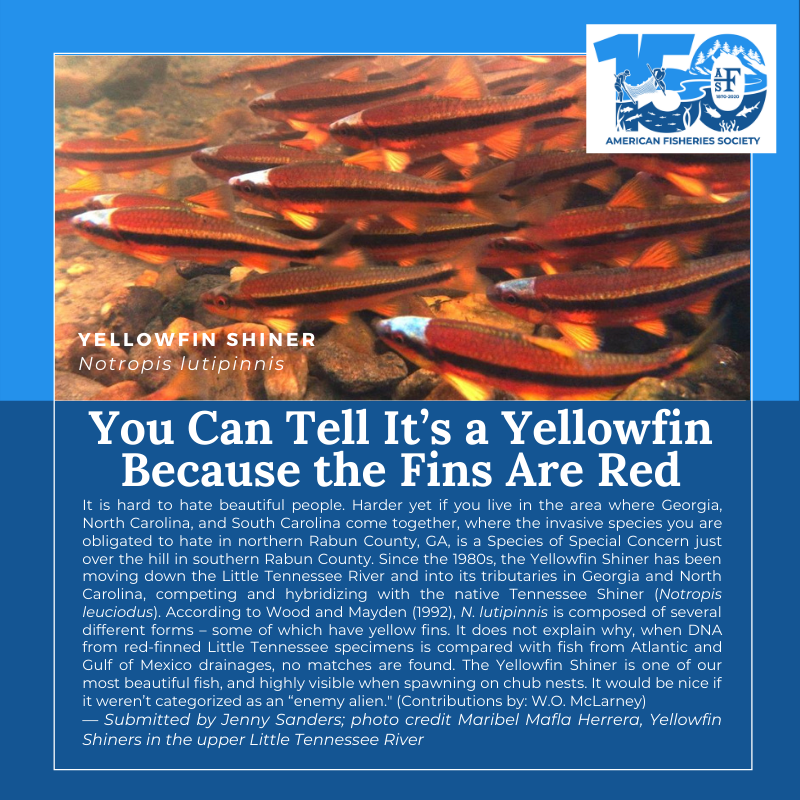 150 fish Yellowfin Shiner