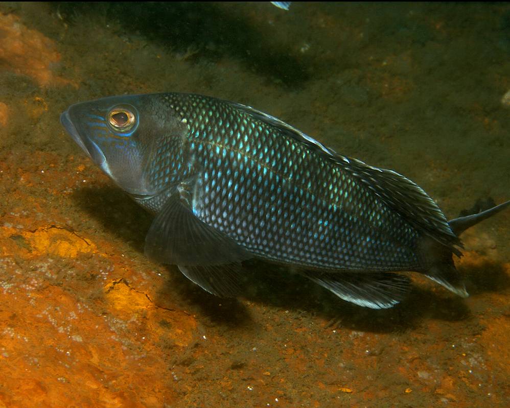 Image of Fish
